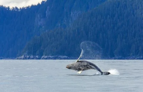 Hampback Whale breaching Stock Photos