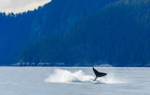 Hampback Whale breaching Stock Photos
