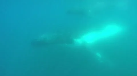 Hampback Whale Stock Footage 54081099