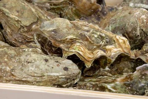Hamper of oysters close up Stock Photos