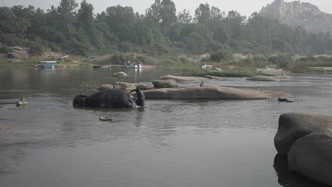 HAMPI, India - Handler bathes elephant in the Tungabhadra river Video stock 84606780