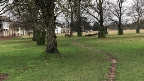 HAMPTON COURT PALACE Stock Footage 135540255
