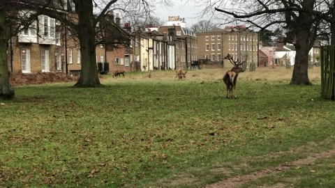 HAMPTON COURT PALACE Stock Footage 135540291