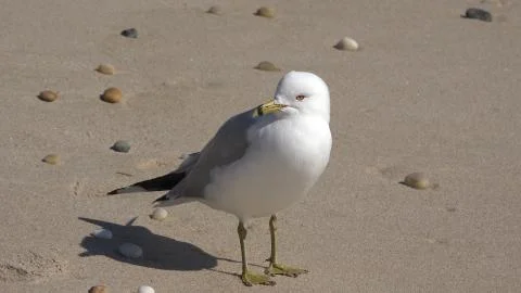 Hamptons seagull contemplating 写真素材