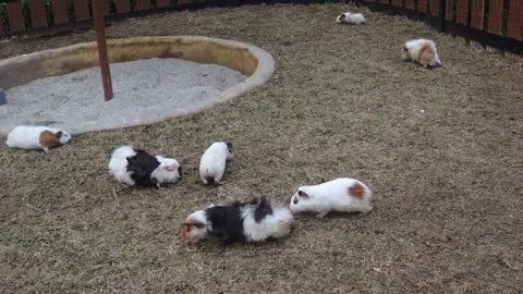 Hamster (1) Stock Footage 310357634