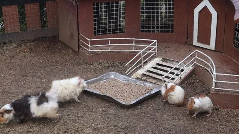 Hamster (2) Stock Footage 310357340