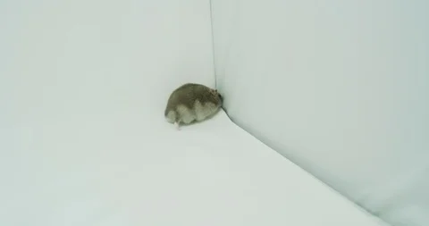 A hamster by 8k footage_01 Stock Footage 101217556