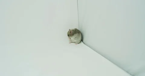 A hamster by 8k footage_02 Stock Footage 100455095