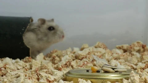 Hamster _2653 스톡 동영상 88916569