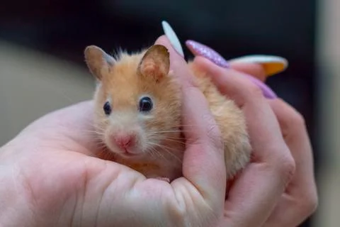 Hamster in the arms Stock Photos