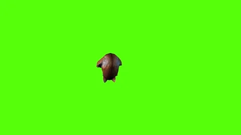 Hamster Attack Green Screen Animation 4K Rendering Stock Footage 281392595
