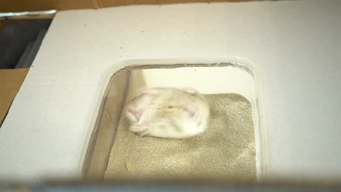 Hamster bathes Video stock 128193100