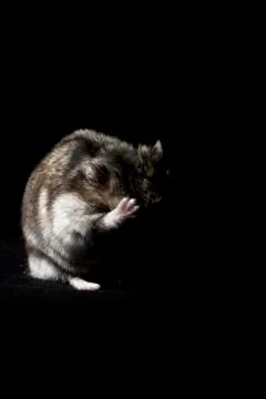 Hamster on Black Background Stock Photos