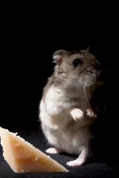 Hamster on Black Background Stock Photos