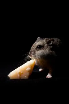Hamster on Black Background Stock Photos