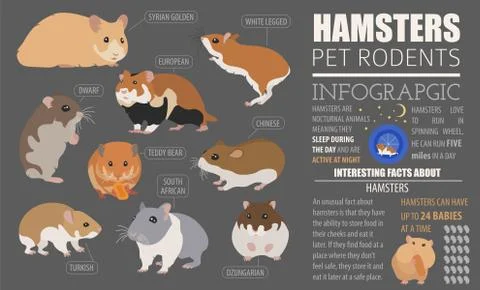 Hamster breeds icon set flat style isolated on white. Pet rodents collectio.. Stock Illustration