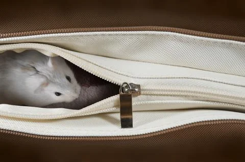 Hamster in a brown bag Stock Photos
