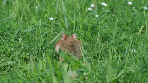 Hamster with bulging cheeks eating in grass then walking away, back view in 스톡 동영상 331081847