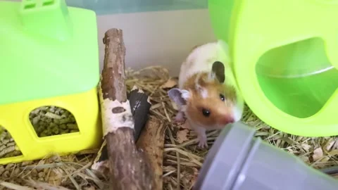 Hamster in the cage. An active pet does a somersault and a roll. A hamster is pl Stock Footage 293292025