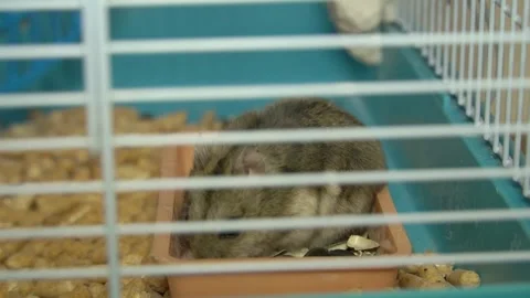 Hamster in a cage close-up digging in a feeder with food Stock-Footage 240132949