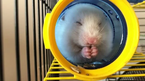 Hamster in a cage. Stock Footage 107188742