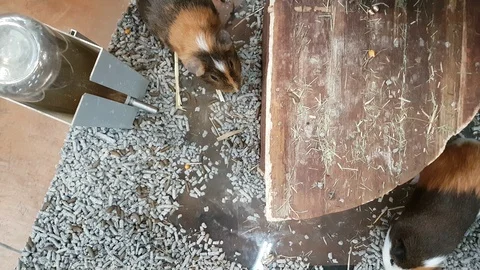 Hamster in a cage, pet top view Video stock 109404223