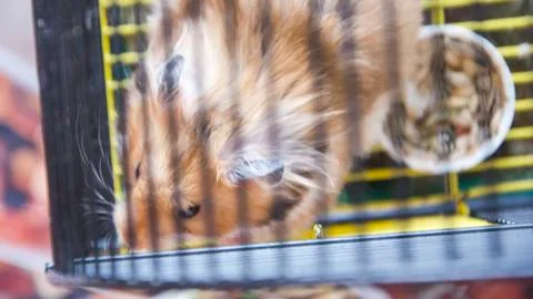 Hamster in a cage. Stock Photos