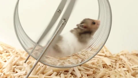 The hamster checked his running wheel, then climbed into it and ran in a circle Stock Footage 244932283