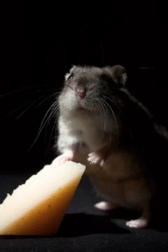 Hamster with Cheese Stock Photos
