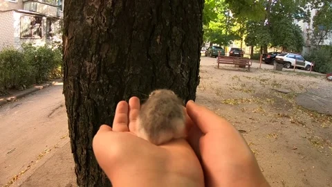 Hamster in children's hands. Stock Footage 139043550