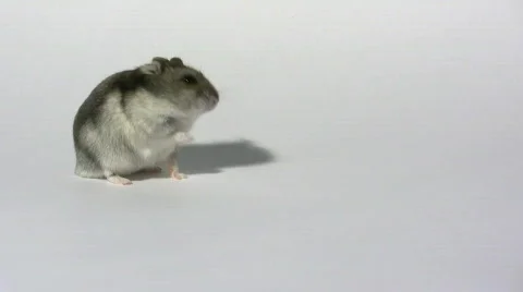 Hamster cleaning its snout Stockbeeldmateriaal 540528