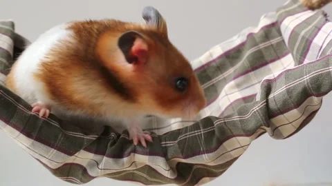 Hamster climbing patterned hammock with quick upward movement Stock Footage 323119572