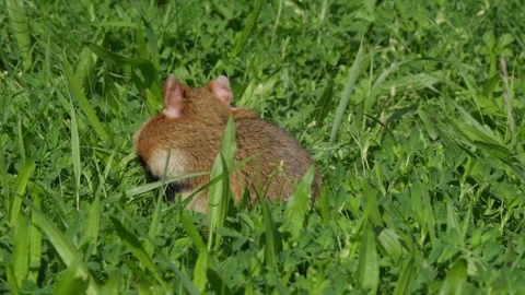 Hamster close up foraging in grass, stuffing cheeks with food using front paws Stock-Footage 331081821