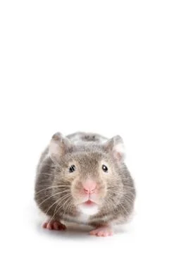 Hamster close up Foto stock