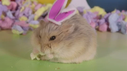Hamster closeup wearing easter bunny ears side view Video stock 87655921