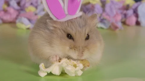 Hamster closeup wearing easter bunny ears Stock Footage 87656569