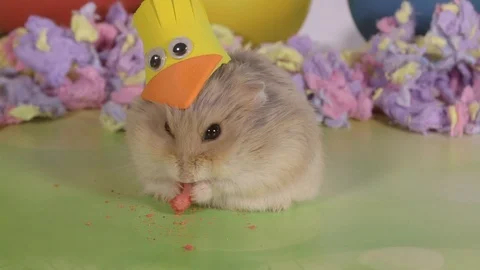 Hamster closeup wearing easter chicken hat Stock Footage 87655913