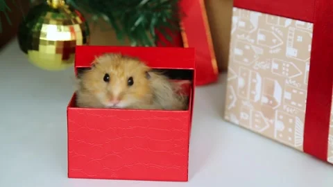 A hamster comes out of the gift box. Christmas tree and gifts under it. Video stock 244345349