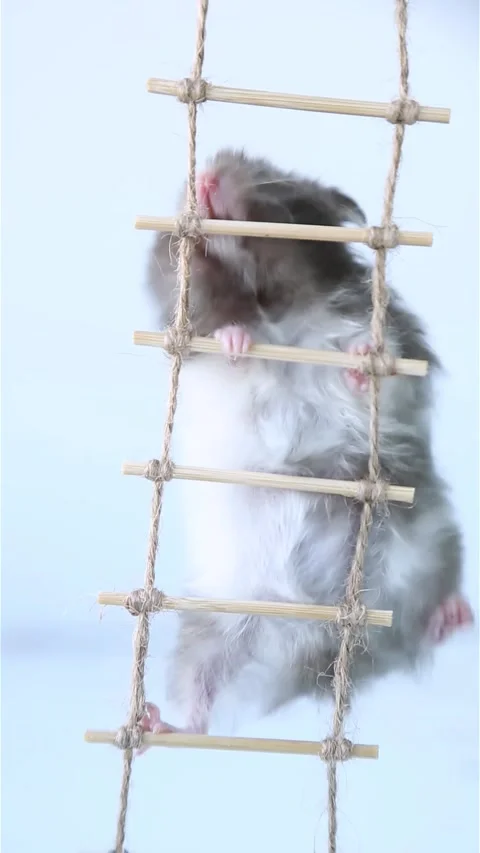 The hamster crawls up the rope ladder, reaching its goal. Stock Footage 237492506