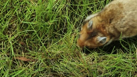 A hamster crawls through the lawn green grass. Stock Footage 239405470