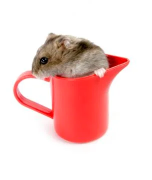 Hamster in cup Stock Photos