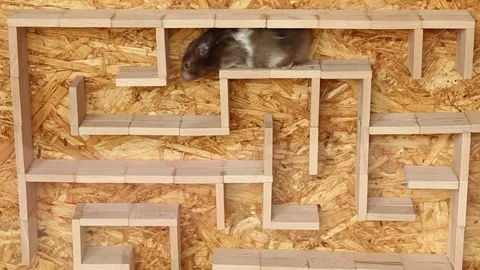 The hamster deftly walks through the maze, along its corridors. Video stock 242465956