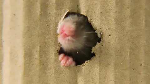 Hamster determination and quick thinking as it chews its way through a cardboard Video stock 237487863