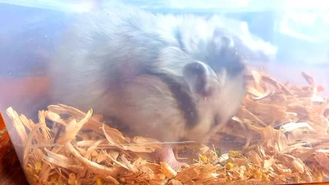 Hamster Digging Through Wood Shavings and Sniffing in Plastic Cage 스톡 동영상 342721864