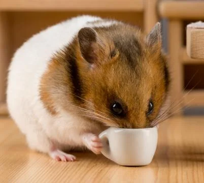 Hamster drinking coffee Stock Photos