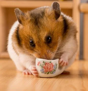Hamster drinking coffee Stock Photos