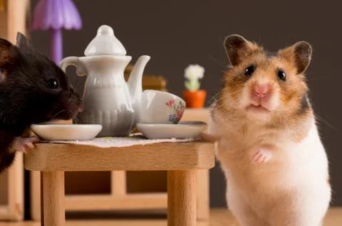 Hamster drinking coffee Stock Photos