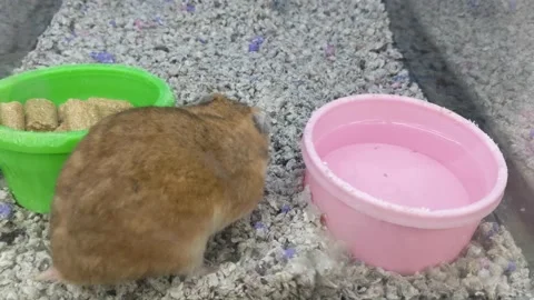 Hamster Drinking Water Inside of a Pet Store Видео 147538687