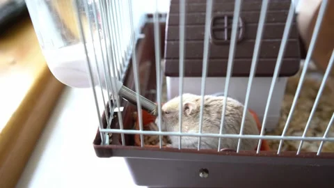Hamster drinks Video stock 158238901