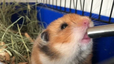 Hamster drinks water in a cage Stock Footage 107734217